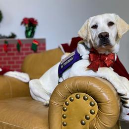 Labrador Retriever Puppies from Nancy's Service Labs