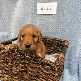Simba - Cream male Goldendoodle puppy in Rochester, Massachusetts from Petal Perfect Puppies