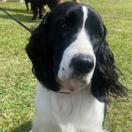 Utah - English Springer Spaniel