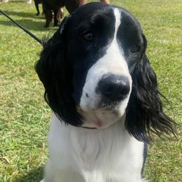 Utah - English Springer Spaniel