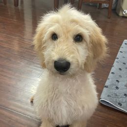Orange - Apricot male Goldendoodle puppy in Deville, Louisiana from Milley’s Poodles and Doodles