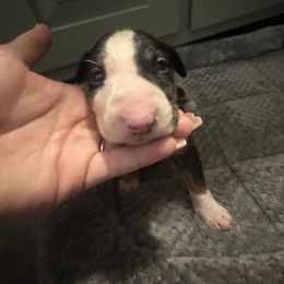 Susie - Black brindle and white female Bull Terrier puppy in Jasper, Indiana from Beautiful Bullies