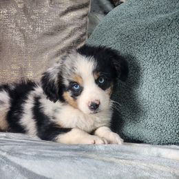 Comet - Blue merle male Miniature Australian Shepherd puppy in Killen, Alabama from Wilkers Wholehearted Mini Aussies
