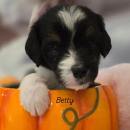 Betty - Black female Double Doodle puppy in Prescott Valley, Arizona from Ramirez Family Doodles