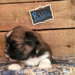 Bobble - Brown male Lhasa Apso puppy in Jefferson, New York from Absolute Lhasa Love