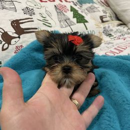 Krinkles - Black and tan female Yorkshire Terrier puppy in Belpre, Ohio from Blackwoods Yorkies