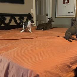 Italian Greyhound Puppies from Fisher Link