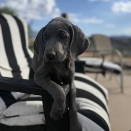 Weimaraner Puppies from Kennedy Weimaraners