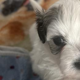 Havanese from Sweet Tea Havanese