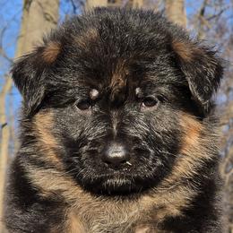 German Shepherd Puppies from Hamza Chaudhary