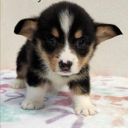 Tri Boy 3 - Black and tan male Pembroke Welsh Corgi puppy in Bay Area, California from MJ's Corgis