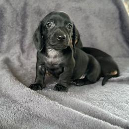 Naveen 2700 - Black male Dachshund puppy in Gatesville, Texas from Emily’s Doxie Domain