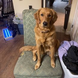 Golden Retriever All Grown Up from Ellabell Goldens