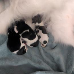 Darker girl - White and black female Papillon puppy in Joshua, Texas from Summertime Kennels