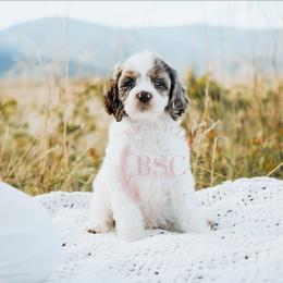Purple collar - Brown roan and tan female Cockapoo puppy in Missoula, Montana from Big Sky Cockapoos