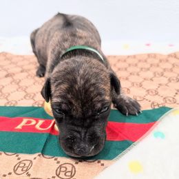 Moto - Brindle male Vietnamese Phu Quoc Ridgeback puppy in Palmdale, California from Vietnamese Phu Quoc Ridgeback Dogs of Southern California
