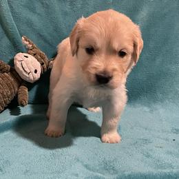 Percy - Light golden male Golden Retriever puppy in Ennis, Texas from Amberidge Golden Retrievers