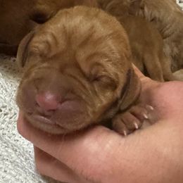 Girl 2 - Golden rust female Vizsla puppy in Windsor, Maine from Pleasant Ridge