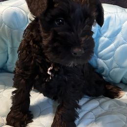 Elsa - Black female Miniature Schnauzer puppy in Newburgh, Indiana from Lakehouse Miniature Schnauzers of Southern Indiana