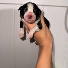 Binx - Black tri-color male Australian Shepherd puppy in Placerville, California from BFF Aussies