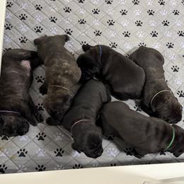 3rd Pick-Male - male Cane Corso puppy in Crossville, Tennessee from CANE CORSO DI DROGHEDA