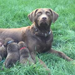 Chesapeake Bay Retrievers and Labrador Retrievers from Skookum Creek Retrievers