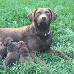 Chesapeake Bay Retrievers and Labrador Retrievers from Skookum Creek Retrievers