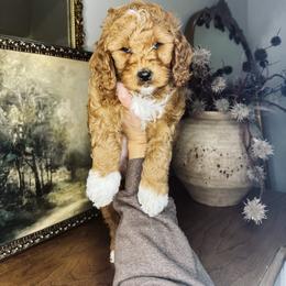 Snow - Red  female Goldendoodle puppy in Georgia from Mother of Golden Doodles