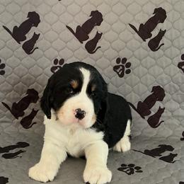 Milo - Black white and tan male English Springer Spaniel puppy in Casnovia, Michigan from DESK Springer Spaniels