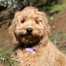 Australian Labradoodle Puppies from Quail Creek Doodles