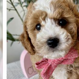 Cavapoochons from Apricot Lane Puppy