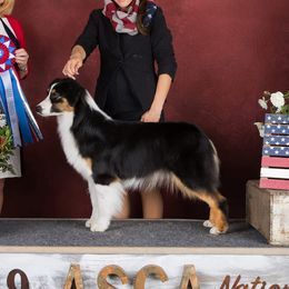 Cotton - Australian Shepherd