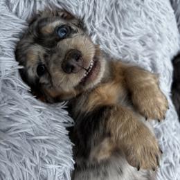 Girl 1 - Blue and cream female Dachshund puppy in Fayetteville, Arkansas from Cortney Hart
