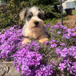 Rex - Salt and pepper male Miniature Schnauzer puppy in Taylorsville, North Carolina from Feather & Tail Acres