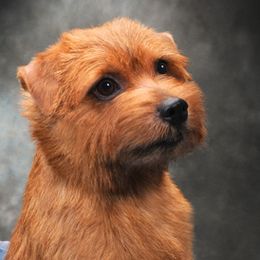 Norfolk Terriers and Norwich Terriers from Infinity Kennels