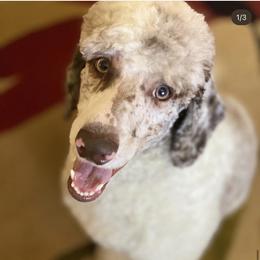 Bonaparte - Poodle