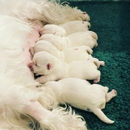 West Highland White Terrier Puppies from Elvador West Highland White Terriers