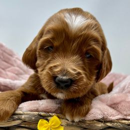 Yellow Female - Apricot female Goldendoodle puppy in Great Falls, Montana from Montana Goldendoodles