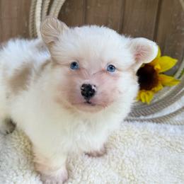 Greta-fluffy - Sable and white female American Corgi puppy in Stillwater, Oklahoma from Steele Family Farms