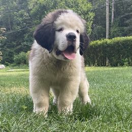 Saint Bernard Puppies from Still River Saints