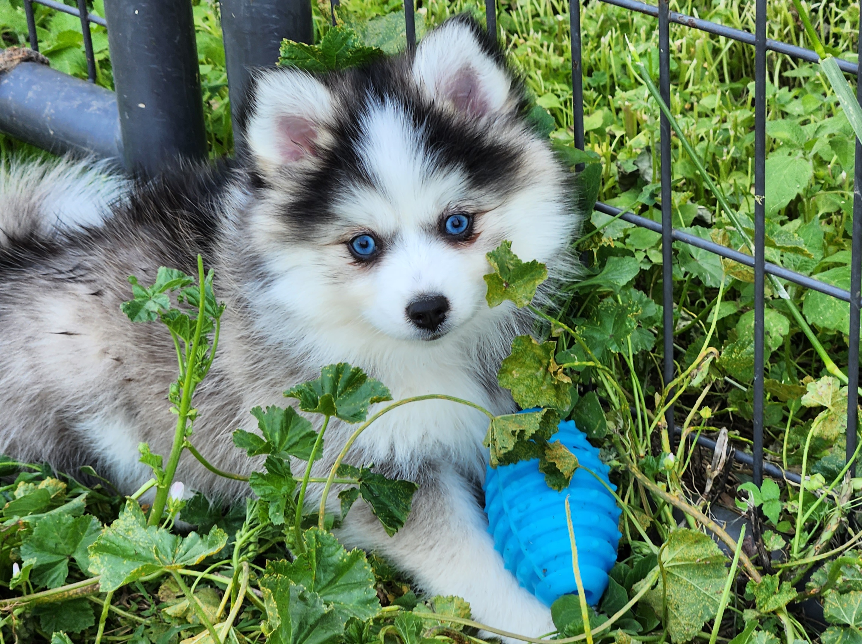 Bernedoodle, Cavapoo, and Pomsky Puppies from Hatz Off Puppies