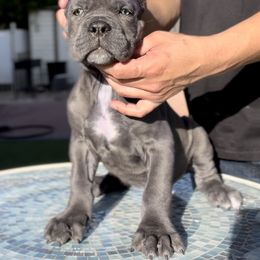 Cane Corso and French Bulldog Puppies from LV3M Cane Corso