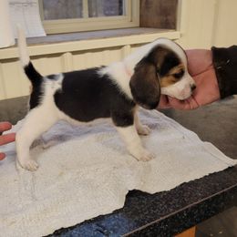Beagle and Pembroke Welsh Corgi Puppies from Country Acres Farm