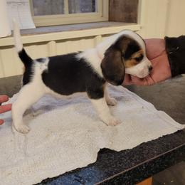 Beagle and Pembroke Welsh Corgi Puppies from Country Acres Farm