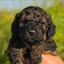 Anna - Sable female Cockapoo puppy in Indiahoma, Oklahoma from Phamily Doodles