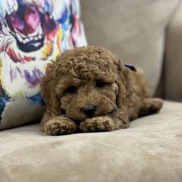 Cockapoo Puppies from 10-Acre Woods Cockapoos