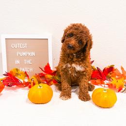 Muffin - Red  female Goldendoodle puppy in Kissimmee, Florida from Poodle Doodle Kennels