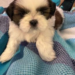 Boy2Duchess - Gold and white male Shih Tzu puppy in Madras, Oregon from Maridee’s ShihTzu
