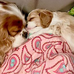 Cavalier King Charles Spaniel Puppies from Bella Fleur Cavaliers