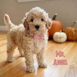Ms. Angel - Apricot female Goldendoodle puppy in Sacramento, California from Dandy Doodles Goldendoodles